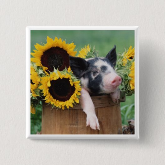 Baby Piglet Pig Vierkante Button 5,1 Cm (Voorkant)