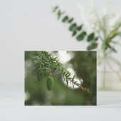 Baby Pine Cones Briefkaart (Staand voorkant)
