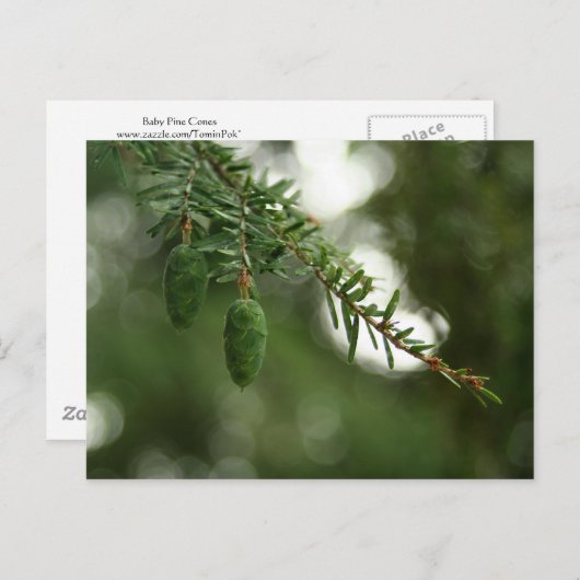 Baby Pine Cones Briefkaart (Voorkant / Achterkant)