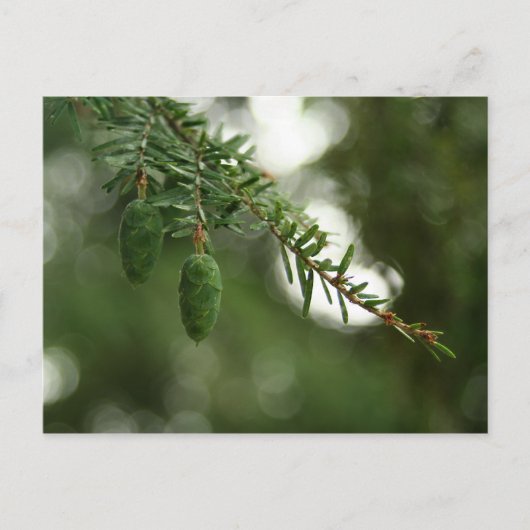Baby Pine Cones Briefkaart (Voorkant)