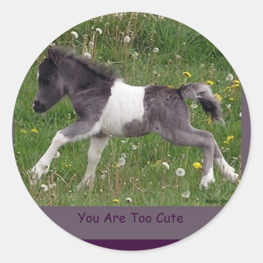 Baby Pinto Mini Paard Stickers (Voorkant)