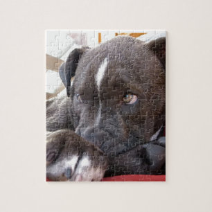 Baby Pitbull-Puppies Legpuzzel