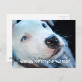 Baby Pitbull Puppy Briefkaart (Voorkant / Achterkant)