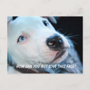 Baby Pitbull Puppy Briefkaart