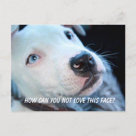 Baby Pitbull Puppy Briefkaart (Voorkant)