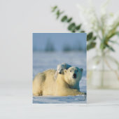 Baby Polar Beer klimt op moeder Briefkaart (Staand voorkant)