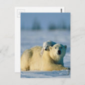 Baby Polar Beer klimt op moeder Briefkaart (Voorkant / Achterkant)