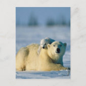 Baby Polar Beer klimt op moeder Briefkaart (Voorkant)