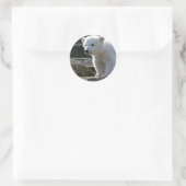 Baby Polar Beer Sticker (Tas)