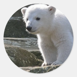 Baby Polar Beer Sticker