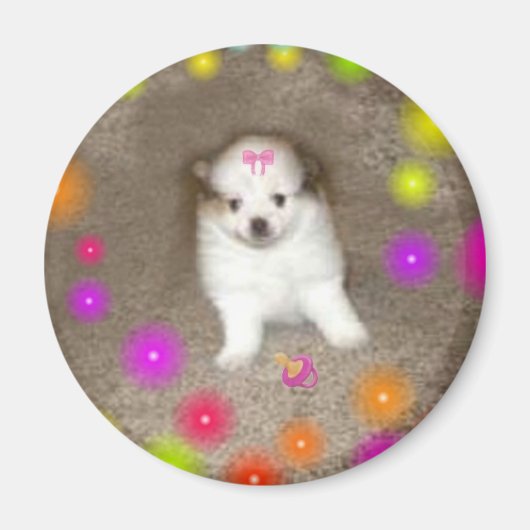 Baby Pommerse magneet (Voorkant)
