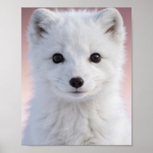 Baby Poolvos Muur Kunst Print
