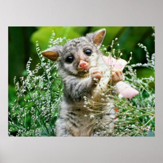 Baby Possum Caught Picking Flowers Poster (Voorkant)