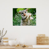 Baby Possum Caught Picking Flowers Poster (Keuken)