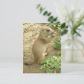 Baby Prairie Dog Briefkaart (Staand voorkant)