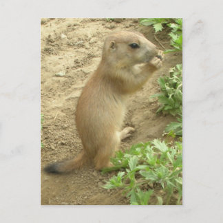 Baby Prairie Dog Briefkaart