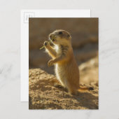 Baby prairiehond eet, Arizona Briefkaart (Voorkant / Achterkant)