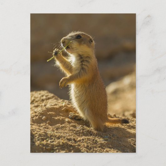 Baby prairiehond eet, Arizona Briefkaart (Voorkant)