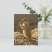 Baby prairiehond eet, Arizona Briefkaart (Staand voorkant)