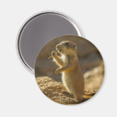 Baby prairiehond eet, Arizona Magneet (Voorkant / Achterkant)