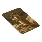 Baby prairiehond eet, Arizona Magneet (Rechterzijde)