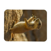 Baby prairiehond eet, Arizona Magneet (Horizontaal)