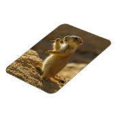 Baby prairiehond eet, Arizona Magneet (Linkerzijde)