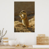 Baby prairiehond eet, Arizona Poster (Keuken)