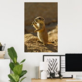 Baby prairiehond eet, Arizona Poster (Thuiskantoor)