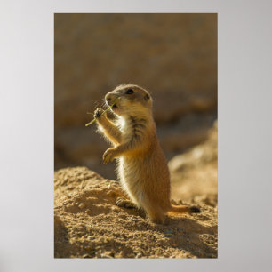 Baby prairiehond eet, Arizona Poster