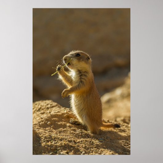 Baby prairiehond eet, Arizona Poster (Voorkant)