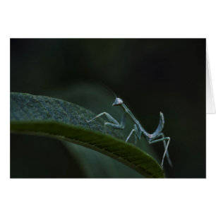 Baby Praying Mantis