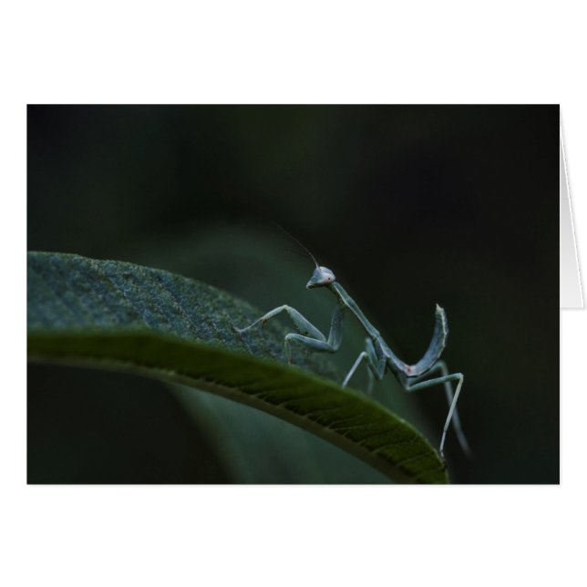 Baby Praying Mantis (Voorkant Horizontaal)