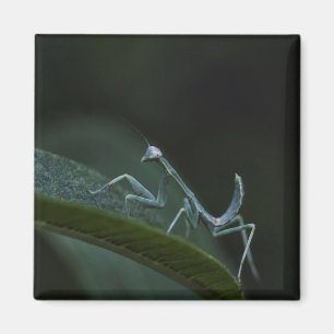 Baby Praying Mantis Magneet