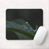 Baby Praying Mantis Muismat (Met muis)