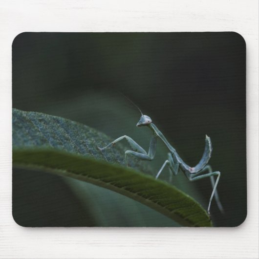 Baby Praying Mantis Muismat (Voorkant)
