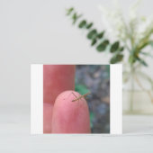 Baby Praying Mantis Post Card Briefkaart (Staand voorkant)