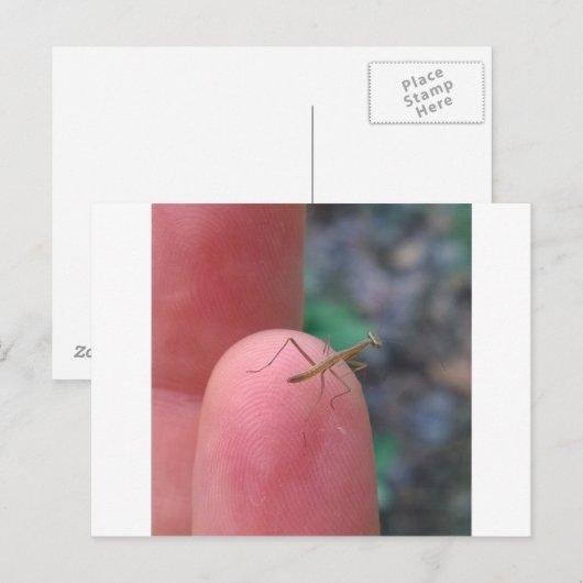 Baby Praying Mantis Post Card Briefkaart (Voorkant / Achterkant)