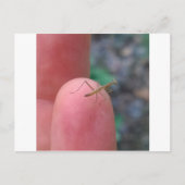 Baby Praying Mantis Post Card Briefkaart (Voorkant)