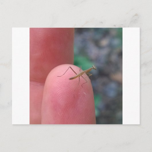 Baby Praying Mantis Post Card Briefkaart (Voorkant)