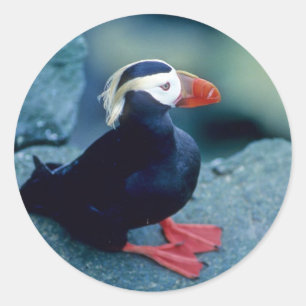 Baby Puffin Ronde Sticker