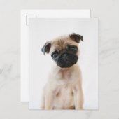 Baby Pug Portrait Briefkaart (Voorkant / Achterkant)