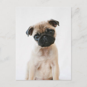 Baby Pug Portrait Briefkaart