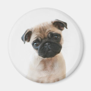 Baby Pug Portrait Magneet