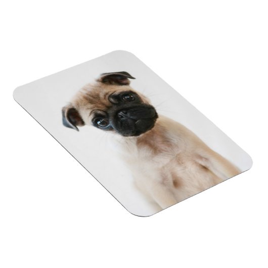 Baby Pug Portrait Magneet (Rechterzijde)
