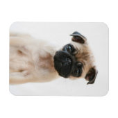 Baby Pug Portrait Magneet (Horizontaal)