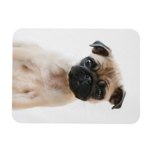 Baby Pug Portrait Magneet (Horizontaal)