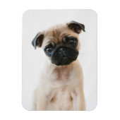 Baby Pug Portrait Magneet (Verticaal)