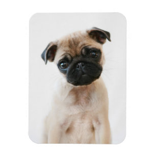 Baby Pug Portrait Magneet
