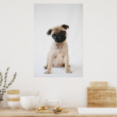 Baby Pug Portrait Poster (Keuken)